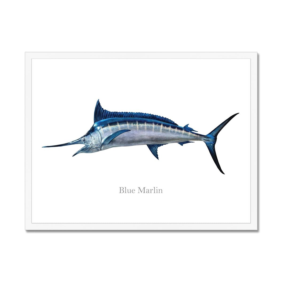 Blue Marlin - Framed Print - madfishlab.com