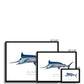 Blue Marlin - Framed Print - With Scientific Name - madfishlab.com