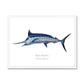 Blue Marlin - Framed Print - With Scientific Name - madfishlab.com