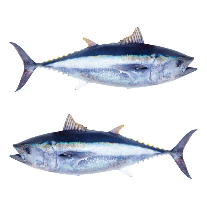 Bluefin Tuna Large Decals, Stickers | 16-60" | Left/Right Facing - madfishlab.com