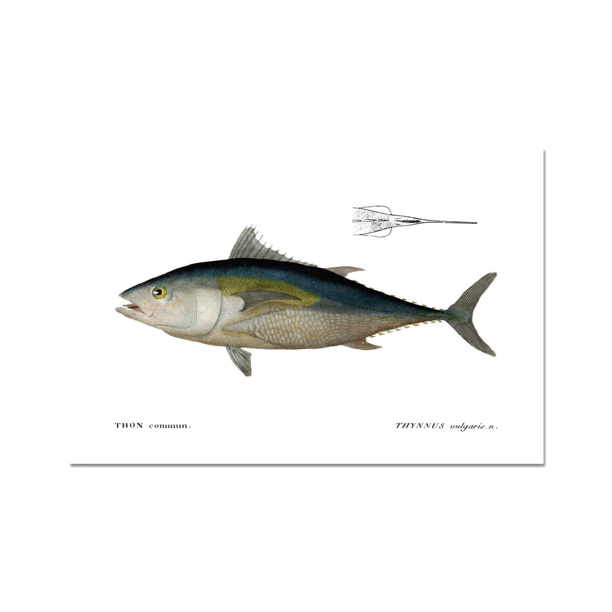 Bluefin Tuna - Vintage Art Print - madfishlab.com