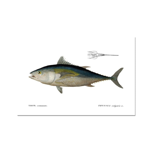 Bluefin Tuna - Vintage Art Print - madfishlab.com