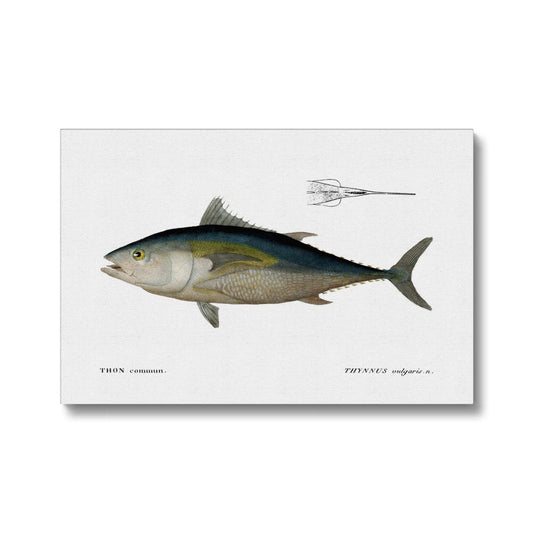 Bluefin Tuna - Vintage Canvas - madfishlab.com