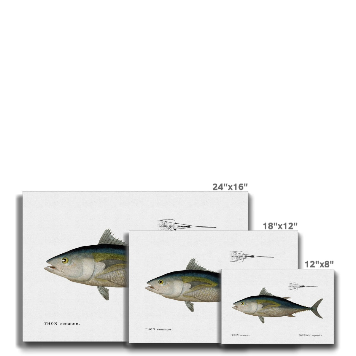 Bluefin Tuna - Vintage Canvas - madfishlab.com