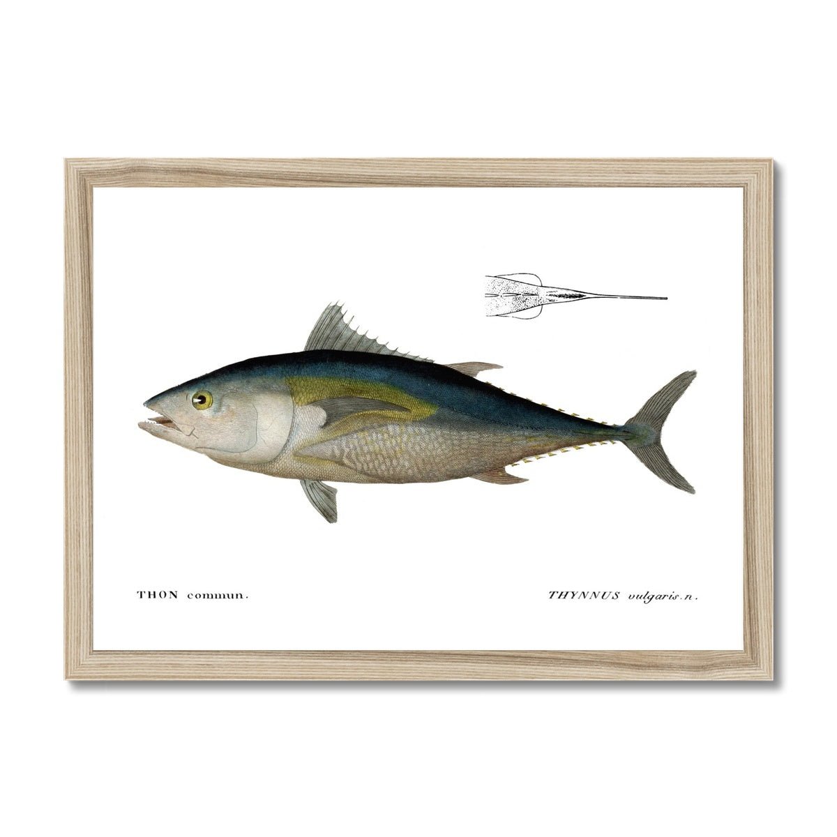 Bluefin Tuna - Vintage Framed Print - madfishlab.com
