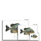 Bluegill - Framed Print - With Scientific Name - madfishlab.com