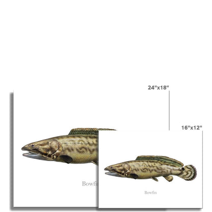 Illustration of two Bowfin fish prints with dimensions 24x18 inches and 16x12 inches displayed on a white background.