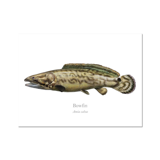 Bowfin - Art Print - With Scientific Name - madfishlab.com