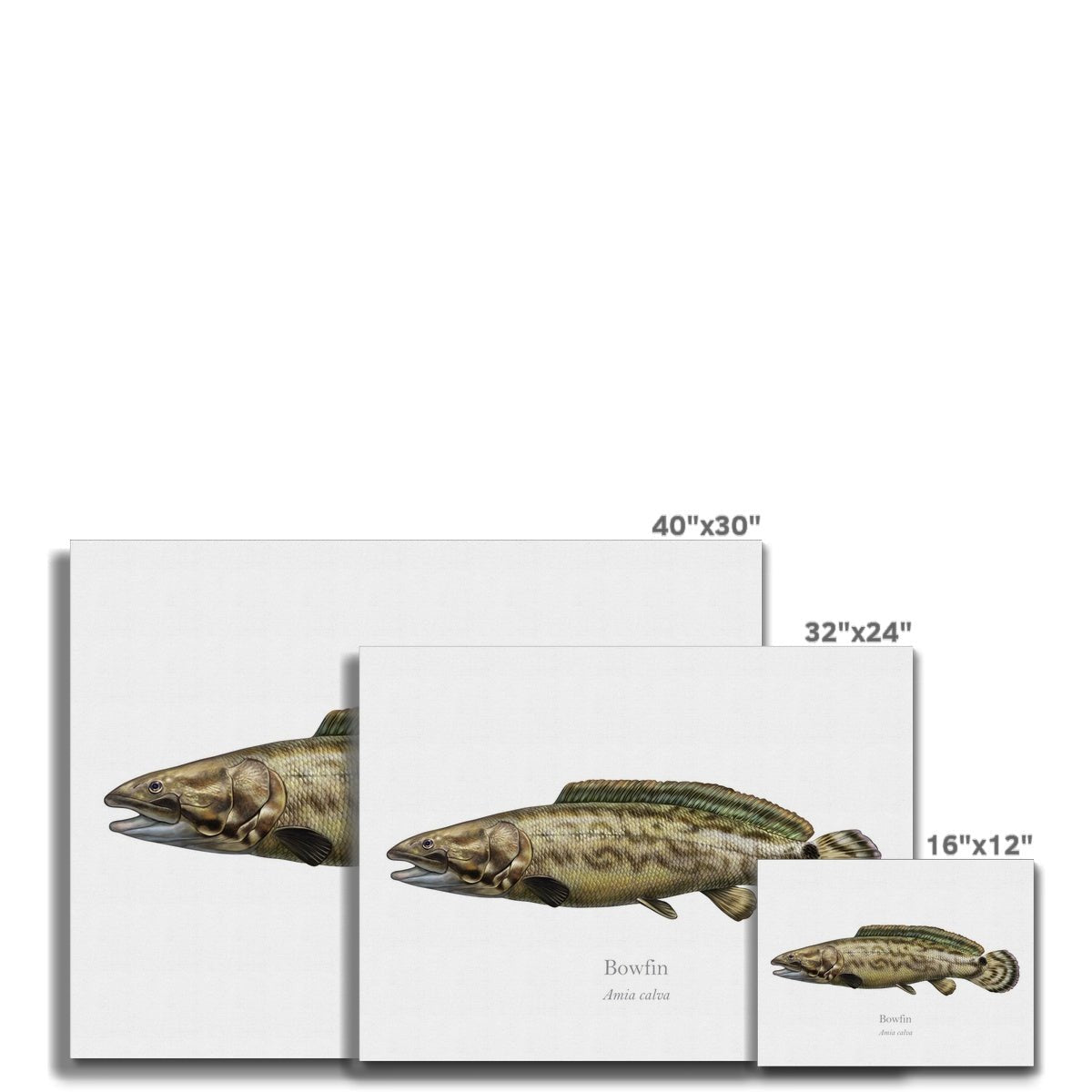 Bowfin - Canvas Print - With Scientific Name - madfishlab.com