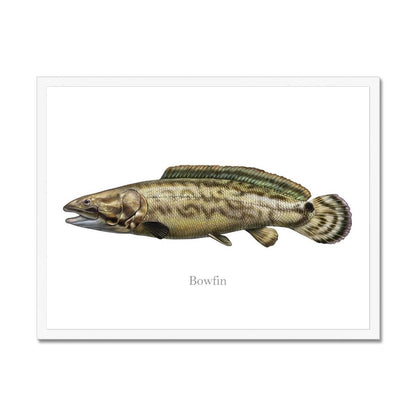 Illustration of a bowfin fish on a white background, labeled "Bowfin."