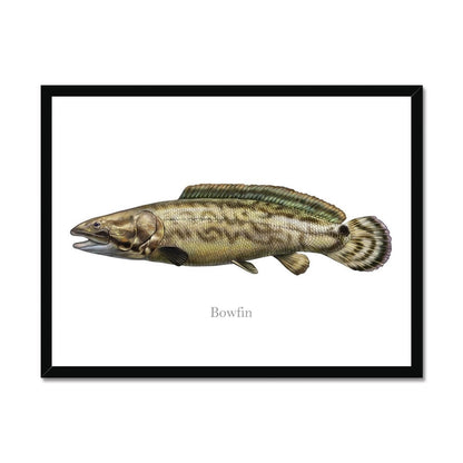 Illustration of a bowfin fish in a black frame on a white background.