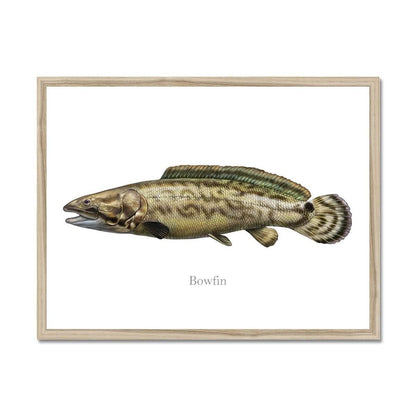 "Illustration of a Bowfin fish in a wooden frame"