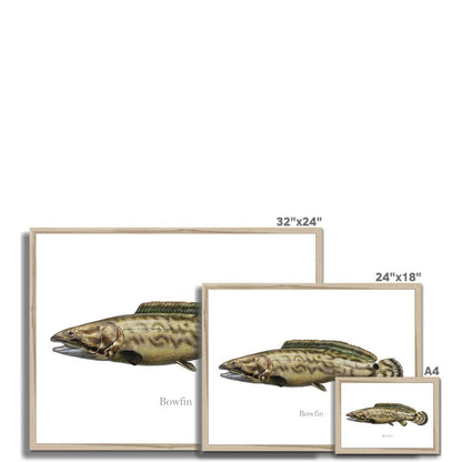 "Bowfin fish art prints in various frame sizes, including 32x24, 24x18, and A4, showcasing detailed aquatic illustration."