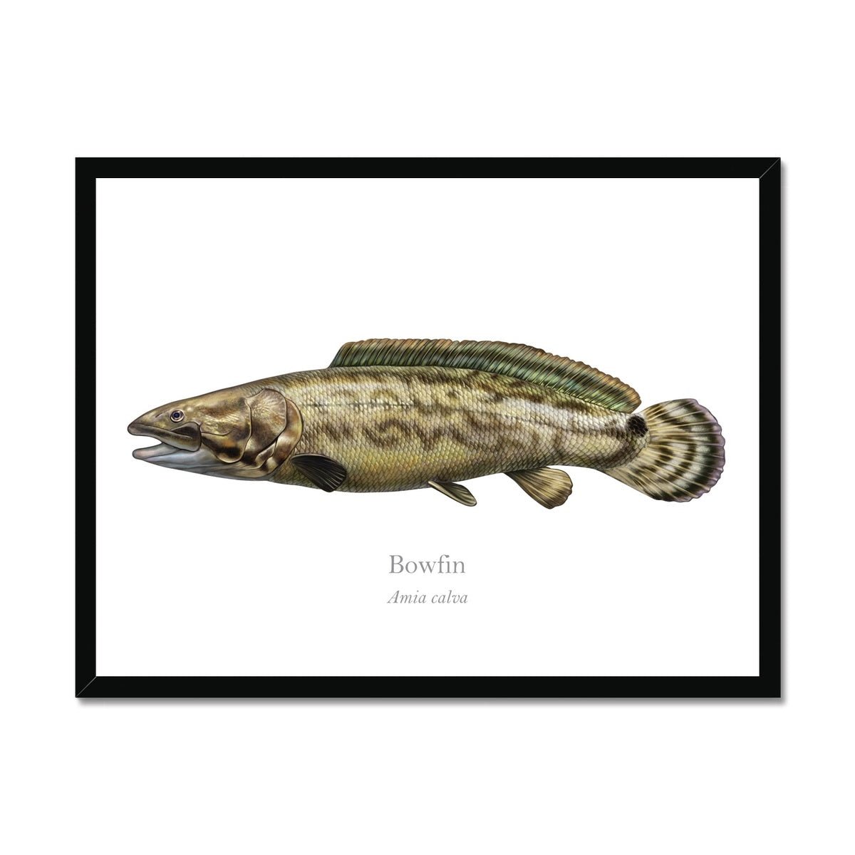 Bowfin - Framed Print - With Scientific Name - madfishlab.com