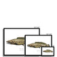 Bowfin - Framed Print - With Scientific Name - madfishlab.com
