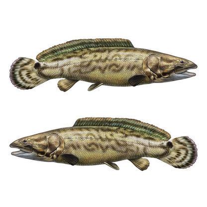 Bowfin Large Decals, Stickers | 16-60" | Left/Right Facing - madfishlab.com