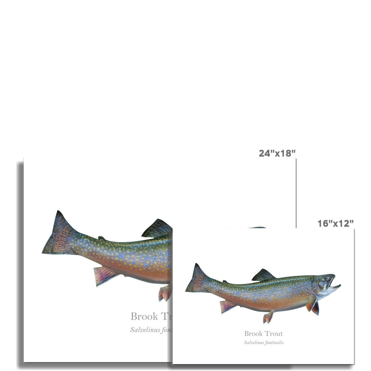Brook Trout - Art Print - With Scientific Name - madfishlab.com