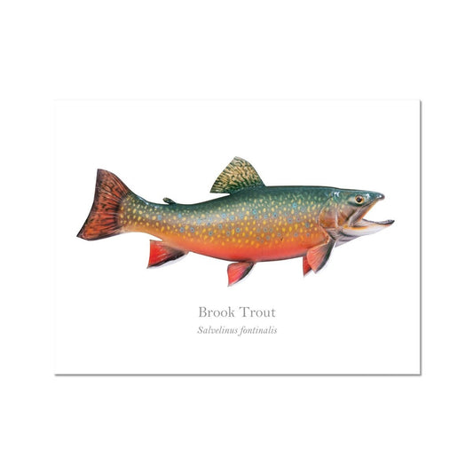 Brook Trout - Art Print - With Scientific Name - madfishlab.com