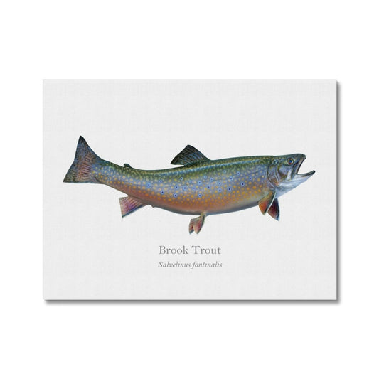 Brook Trout - Canvas Print - With Scientific Name - madfishlab.com