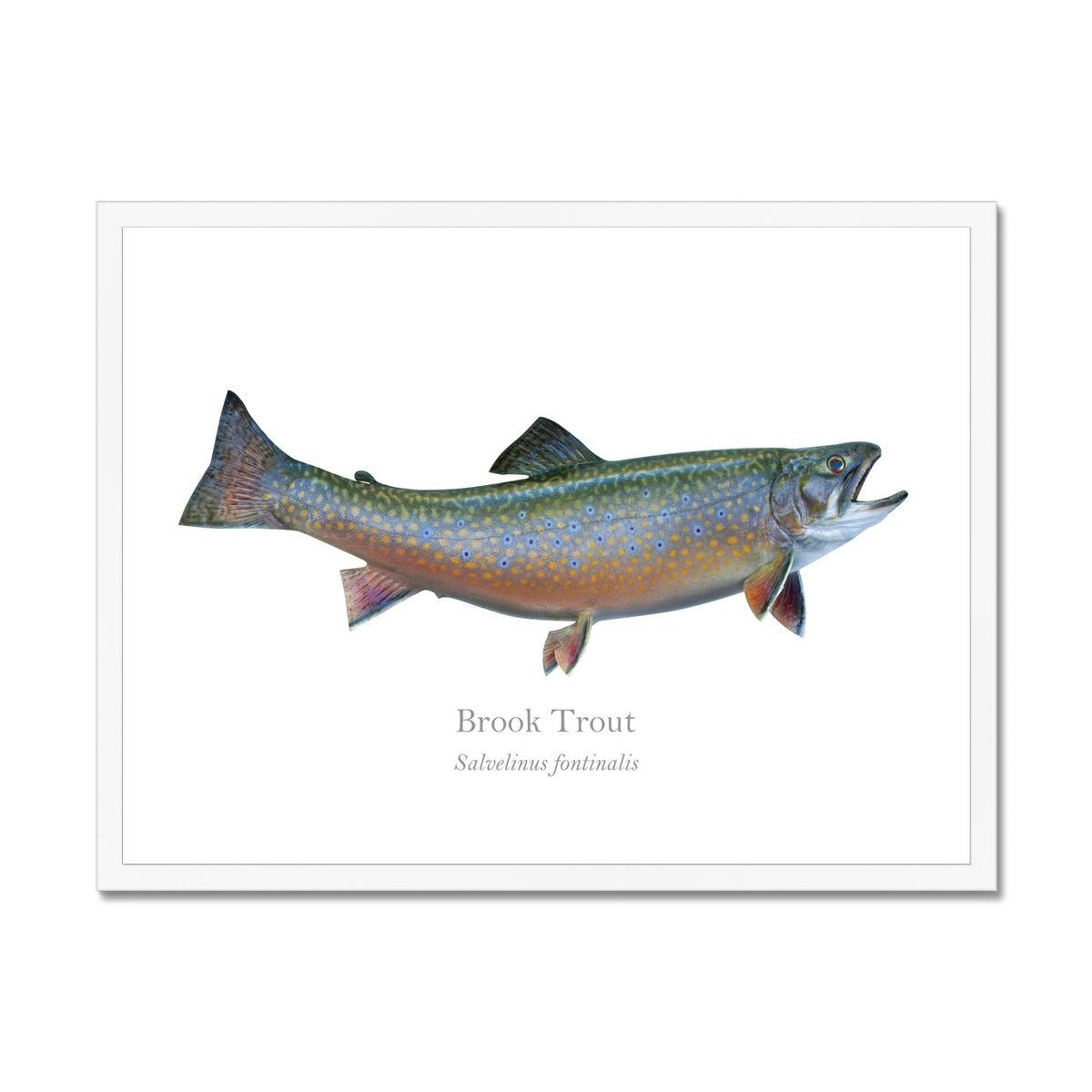 Brook Trout - Framed Print - With Scientific Name - madfishlab.com