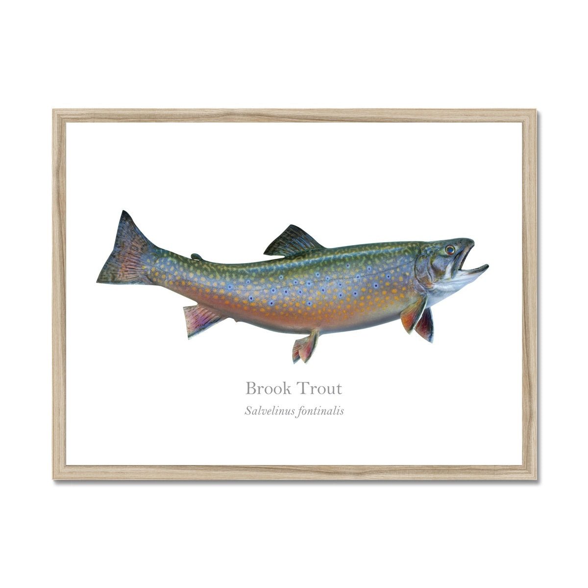 Brook Trout - Framed Print - With Scientific Name - madfishlab.com