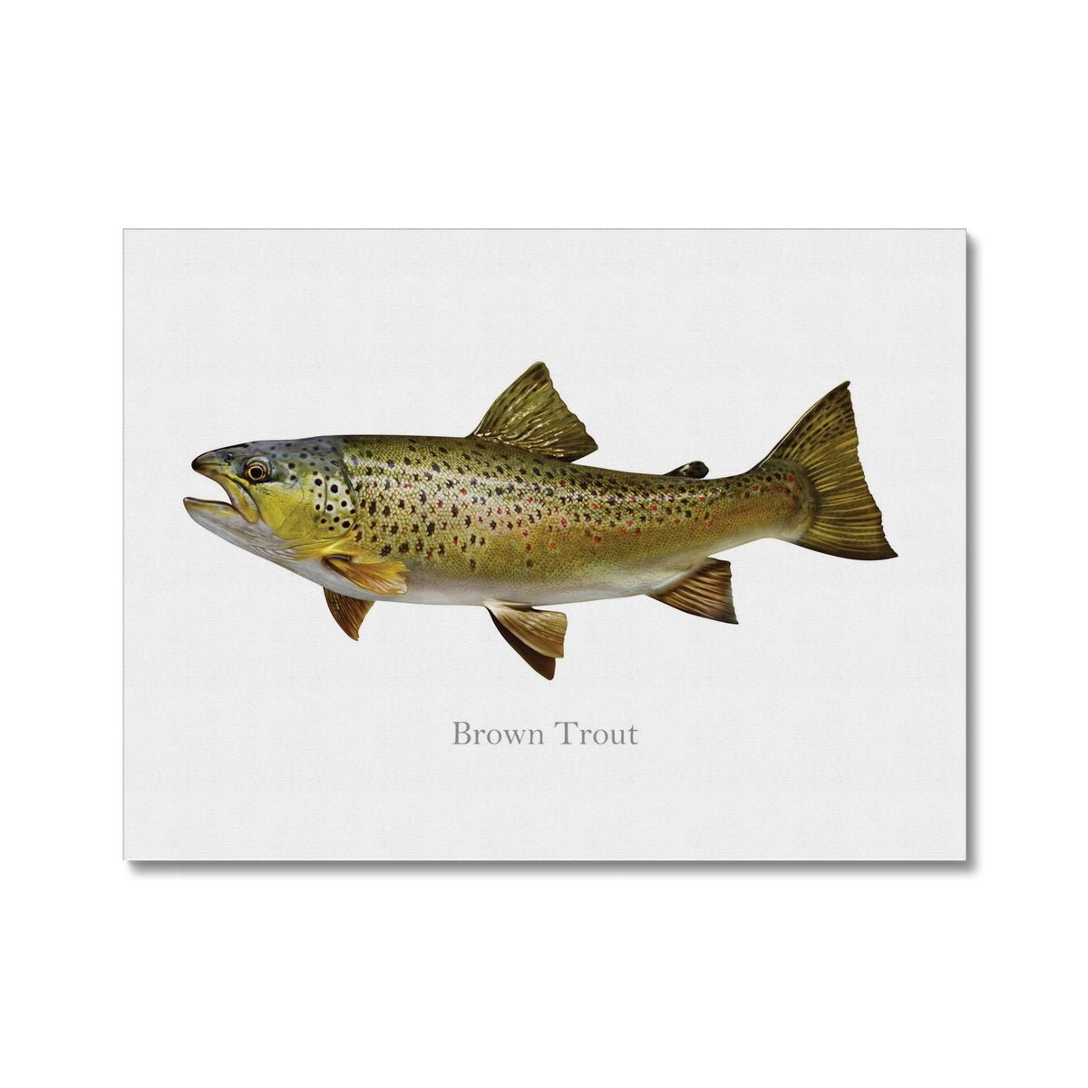Brown Trout - Canvas Print - madfishlab.com