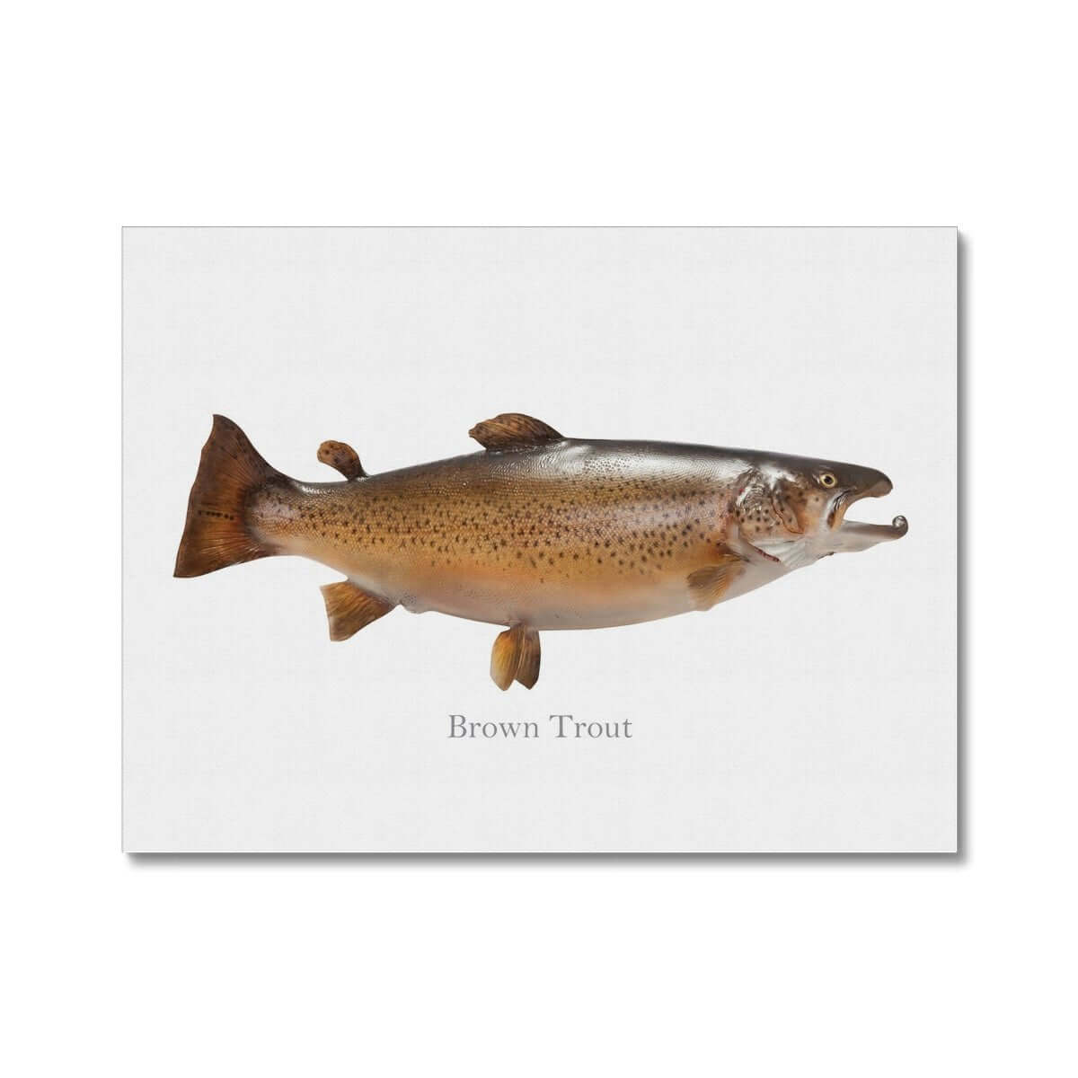 Illustration of a brown trout fish on a white background with the text "Brown Trout" below the image.