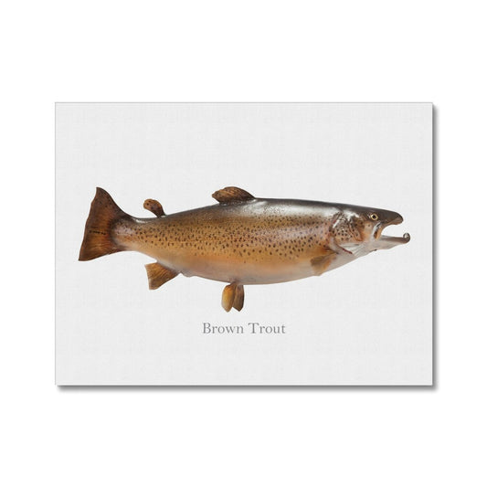 Brown Trout - Canvas Print - madfishlab.com
