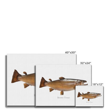 Brown trout fish canvas prints in three sizes: 40"x30", 32"x24", and 16"x12" against a white background.