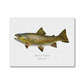 Brown Trout - Canvas Print - With Scientific Name - madfishlab.com