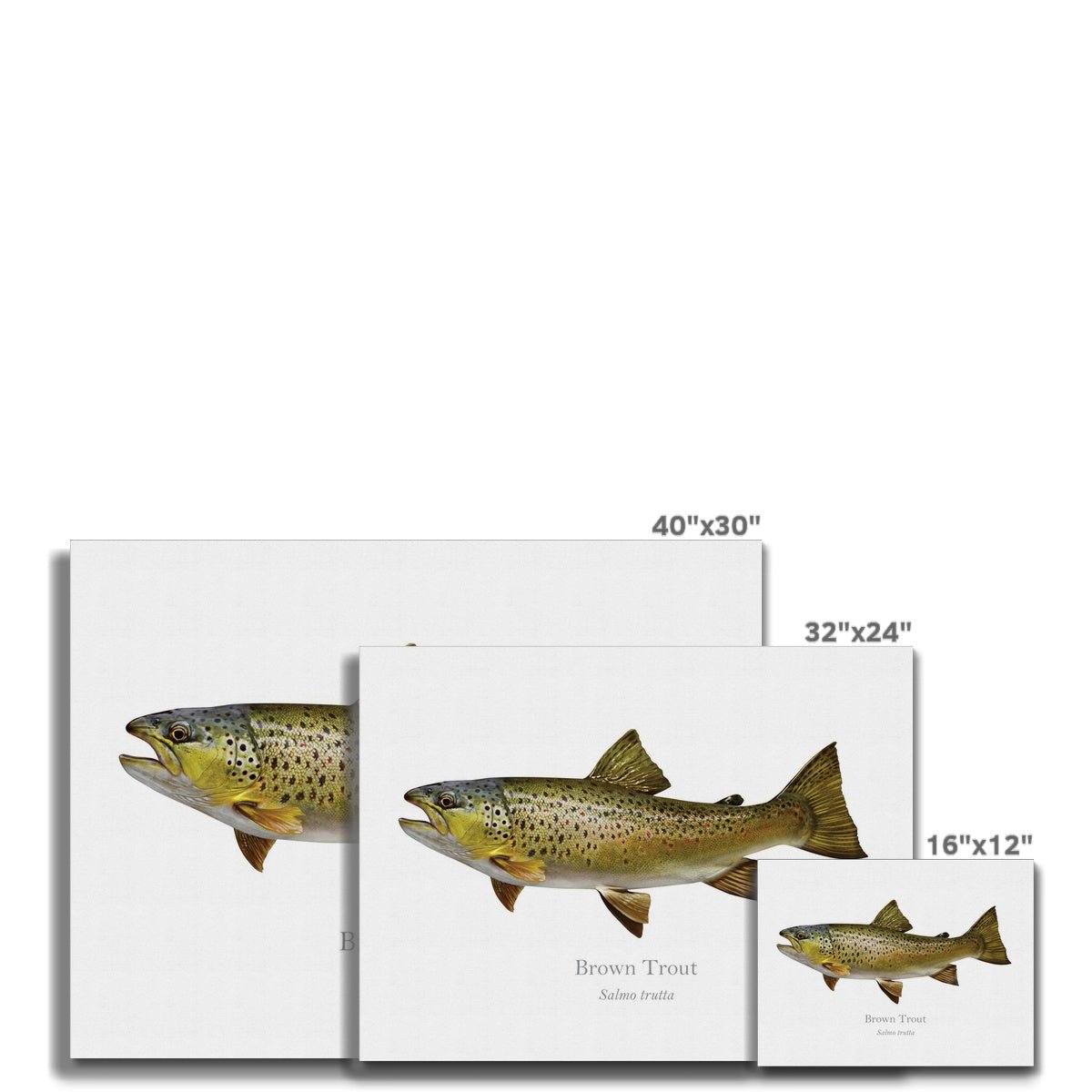 Brown Trout - Canvas Print - With Scientific Name - madfishlab.com
