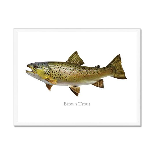 Brown Trout - Framed Print - madfishlab.com