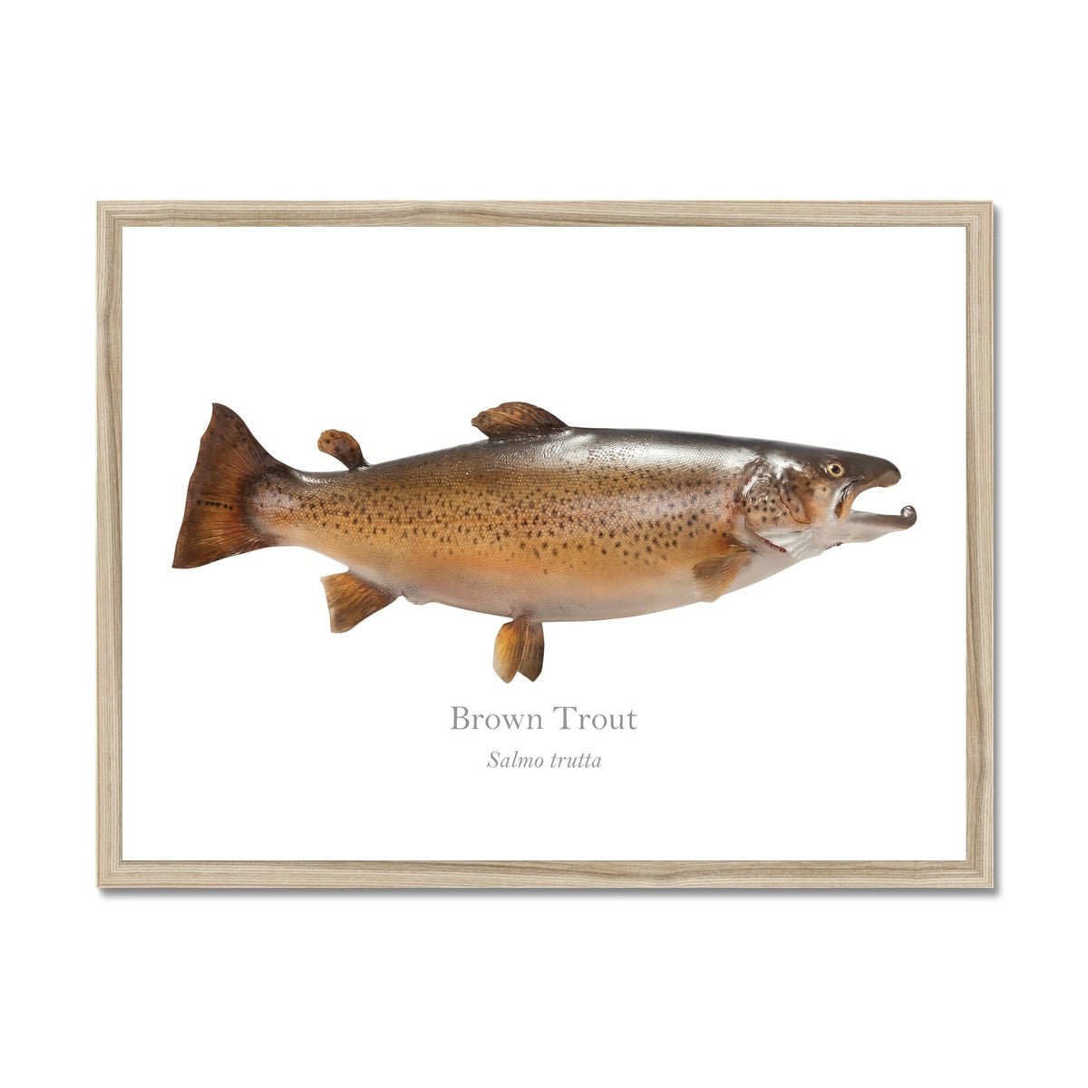 Brown Trout - Framed Print - With Scientific Name - madfishlab.com
