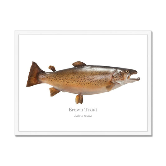 Brown Trout - Framed Print - With Scientific Name - madfishlab.com