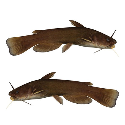 Bullhead Catfish Large Decals, Stickers | 16-60" | Left/Right Facing - madfishlab.com