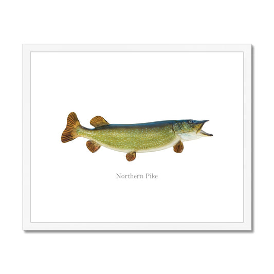 Northern Pike - Framed & Mounted Print