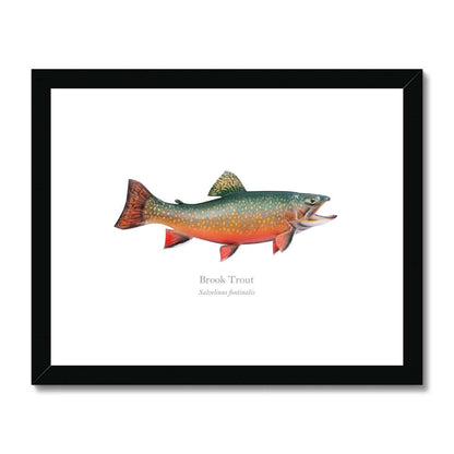 Brook Trout - Framed & Mounted Print - With Scientific Name