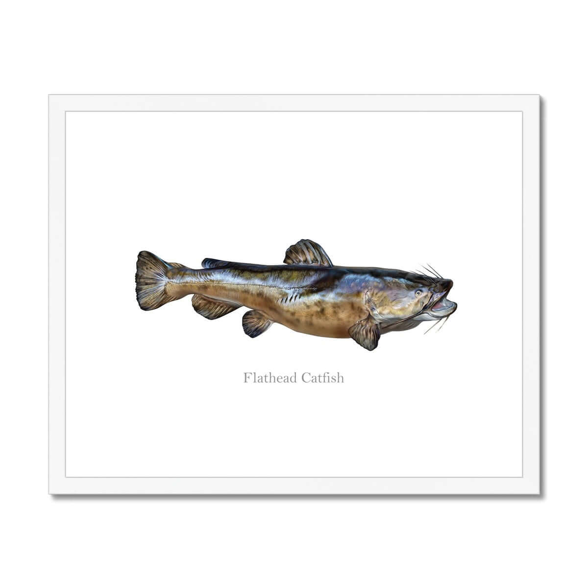 Flathead Catfish - Framed & Mounted Print