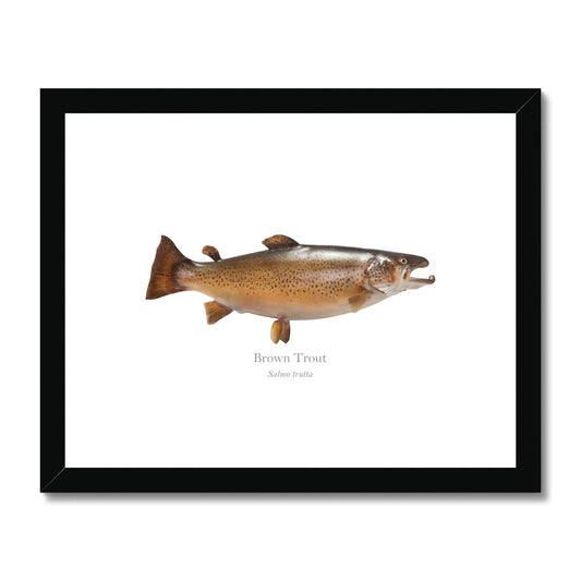 Brown Trout - Framed & Mounted Print - With Scientific Name