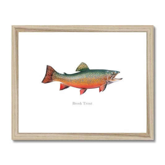 Brook Trout - Framed & Mounted Print