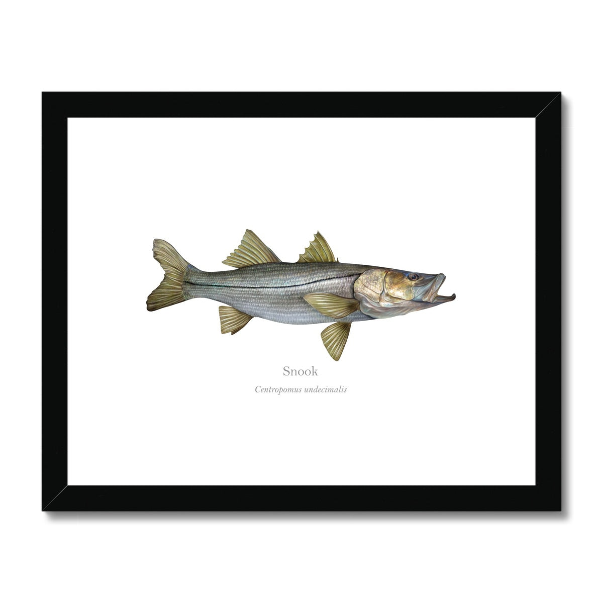 Snook - Framed & Mounted Print - With Scientific Name