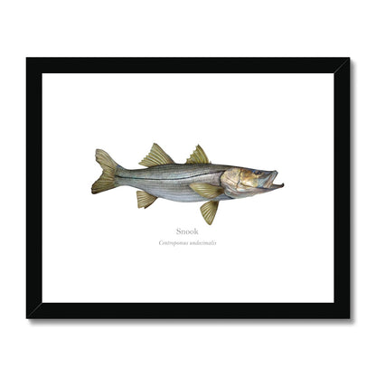Snook - Framed & Mounted Print - With Scientific Name