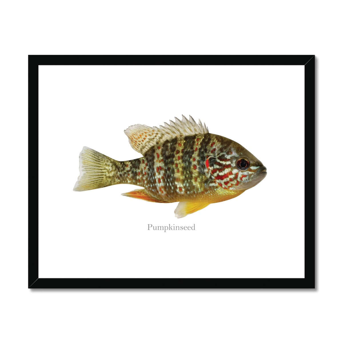 Pumpkinseed Sunfish - Framed & Mounted Print