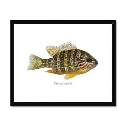 Pumpkinseed Sunfish - Framed & Mounted Print