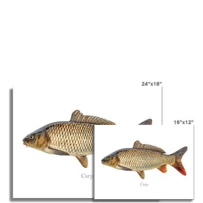 Carp - Art Print - madfishlab.com