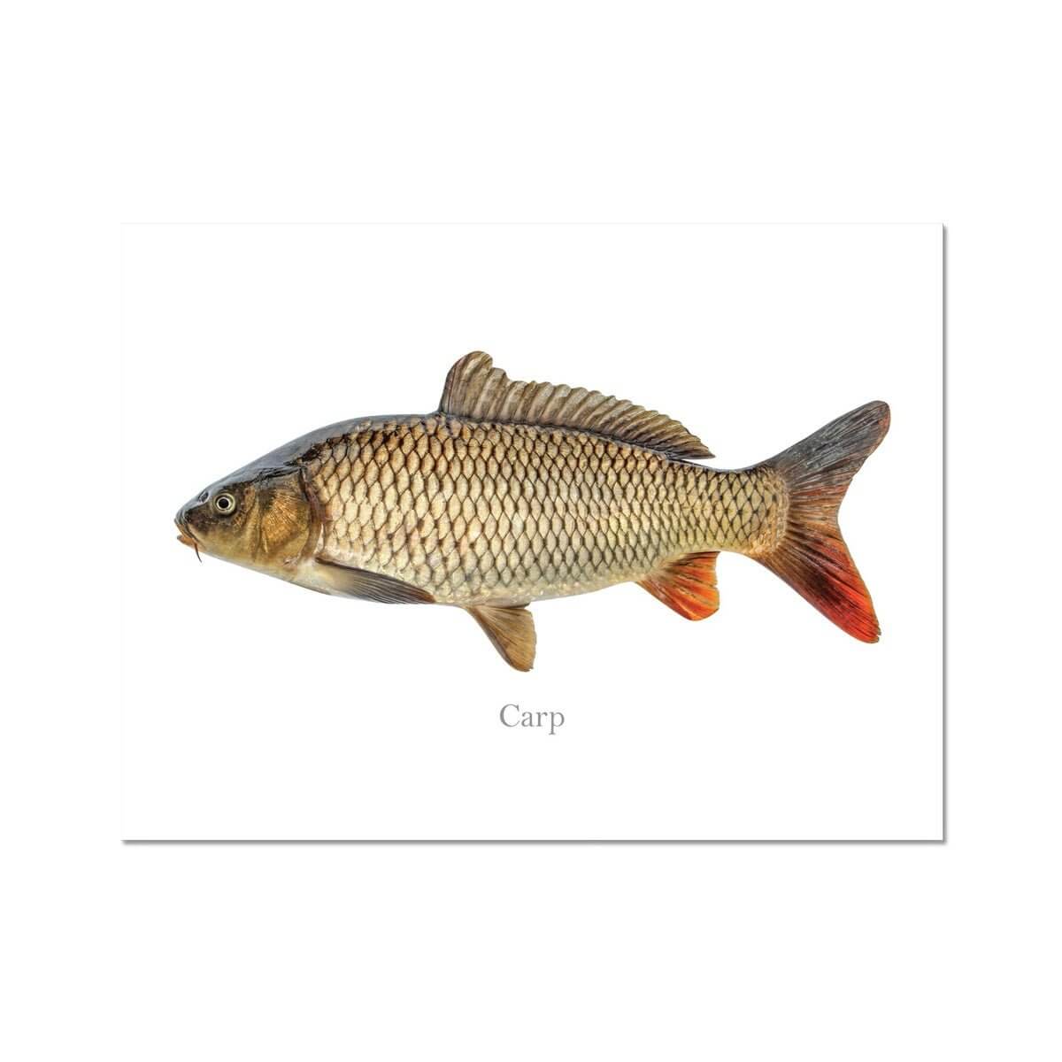 Carp - Art Print - madfishlab.com