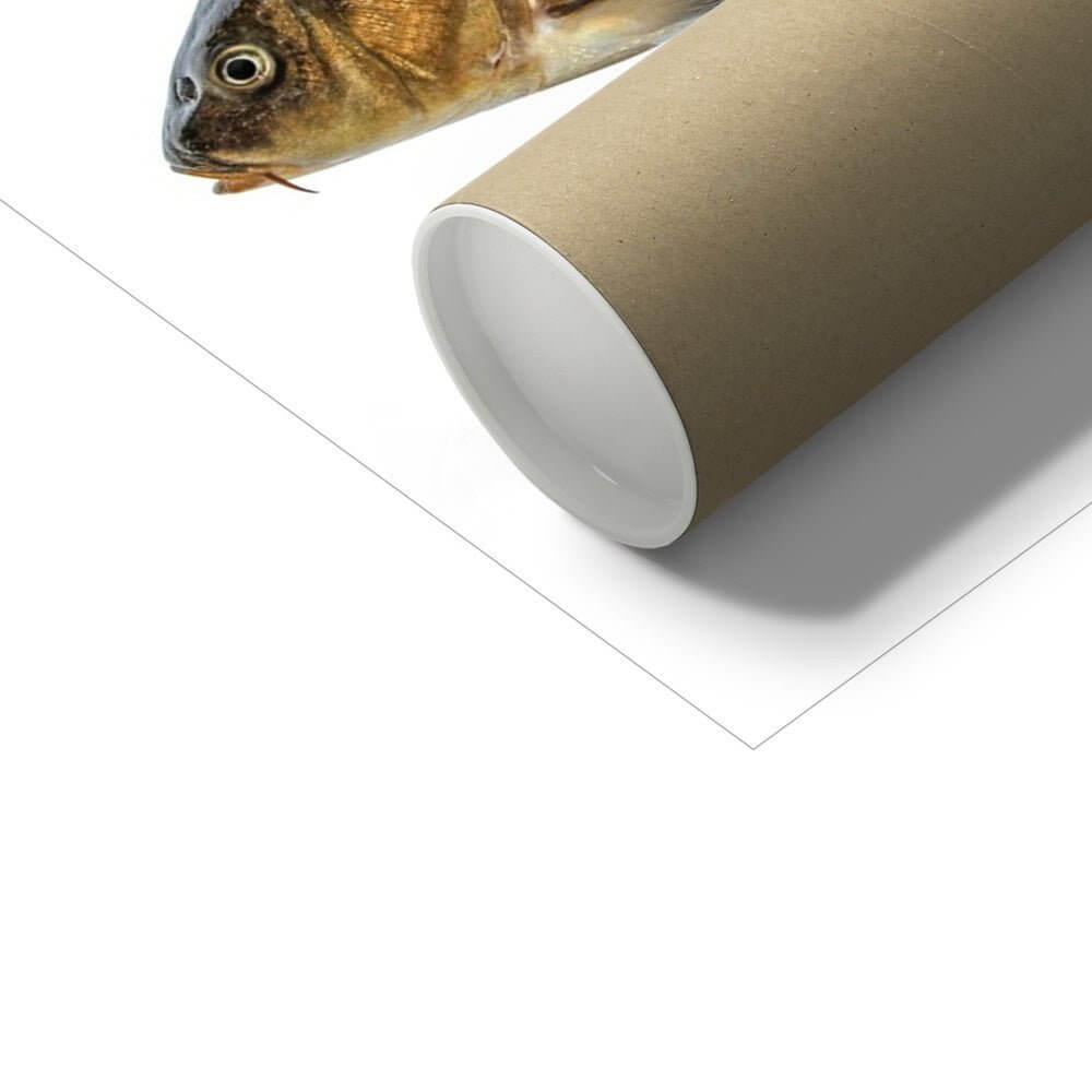 Carp - Art Print - With Scientific Name - madfishlab.com