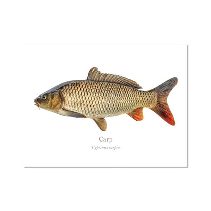 Carp - Art Print - With Scientific Name - madfishlab.com