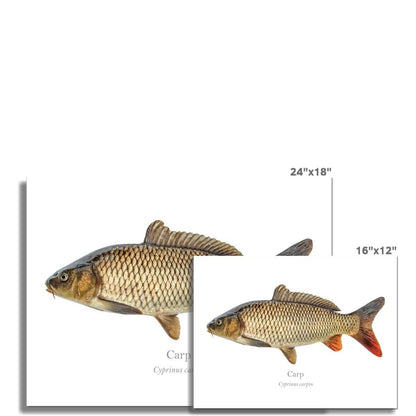 Carp - Art Print - With Scientific Name - madfishlab.com