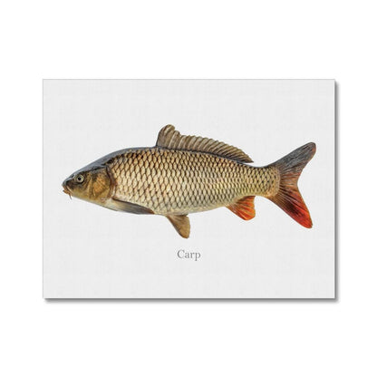 Carp - Canvas Print - madfishlab.com